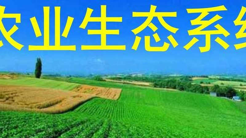 城市屋顶农场，打造都市绿色新地标