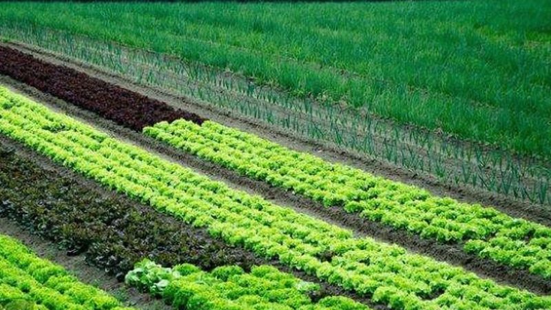 智慧农业种植系统定制方案：打造高效可持续的农田生态