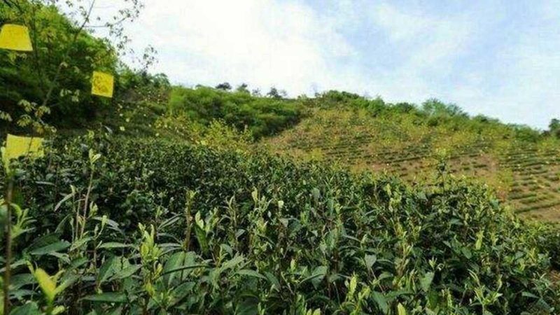 小标题：合作社经营范围的多样性
