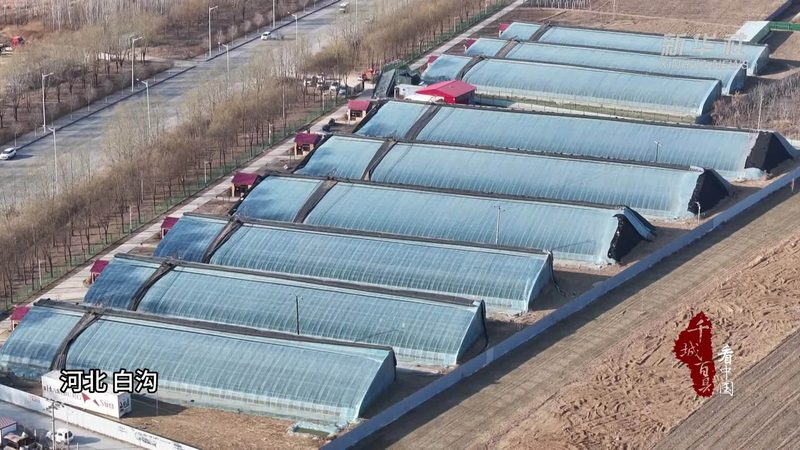 屋顶农业种植注意事项：如何打造高效生态种植空间